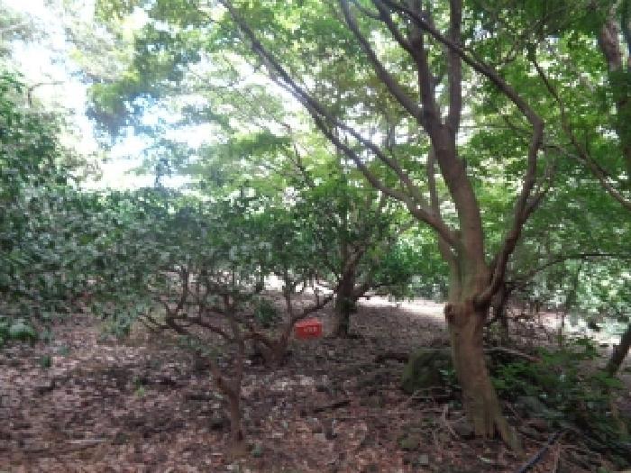 제주특별자치도 제주시 한경면 낙천리 910 과수원 경매 사진 53