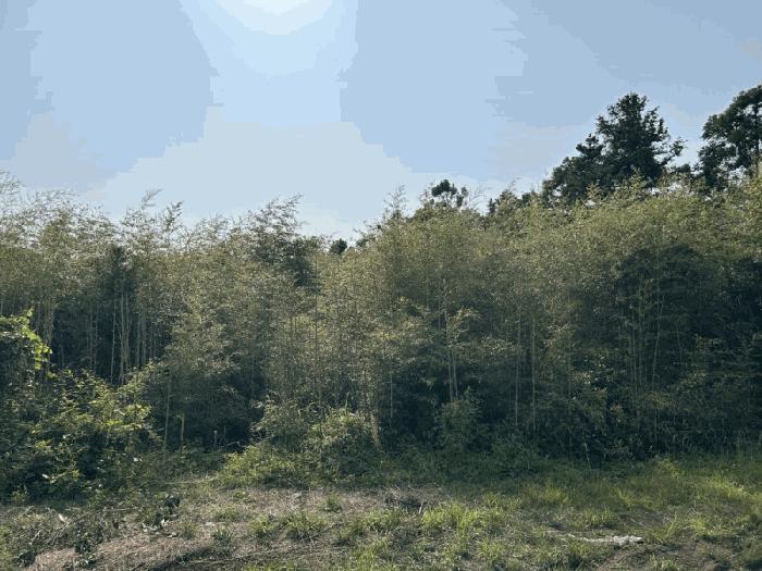 제주특별자치도 서귀포시 표선면 가시리 2658-2 임야 경매 사진 4