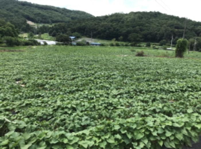 경기도 여주시 대신면 상구리 15-1 전 경매 사진 16