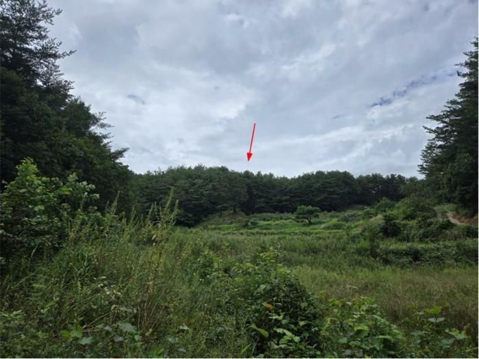 강원 양양군 임야