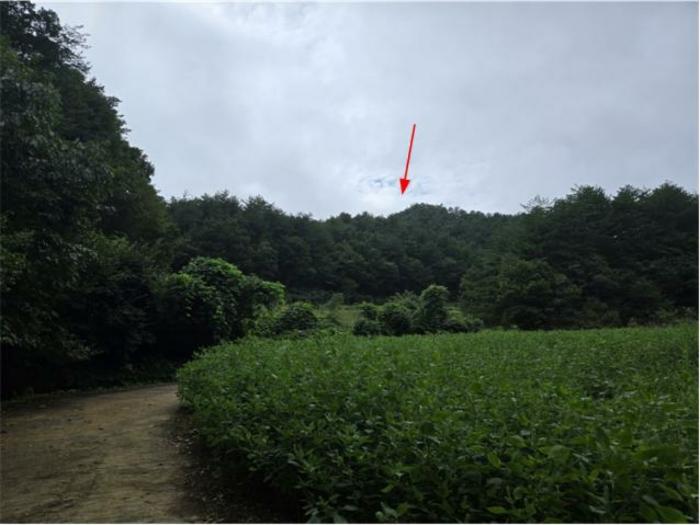 강원특별자치도 양양군 손양면 하양혈리 산38-5 임야 경매 사진 5