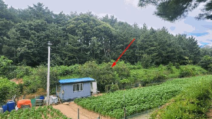 강원특별자치도 양양군 손양면 도화리 10 전 경매 사진 3