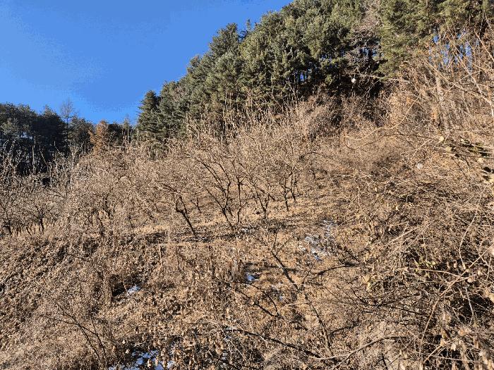 경기도 양평군 서종면 수능리 산14 임야 경매 사진 6
