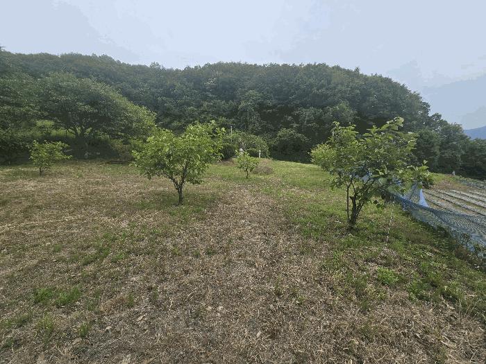 경상북도 김천시 봉산면 상금리 462-1 답 경매 사진 2