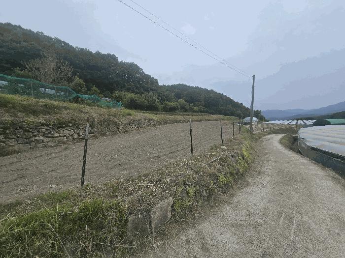 경상북도 김천시 봉산면 상금리 462-1 답 경매 사진 6