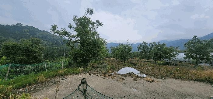 경상북도 김천시 조마면 신왕리 515 답 경매 사진 3