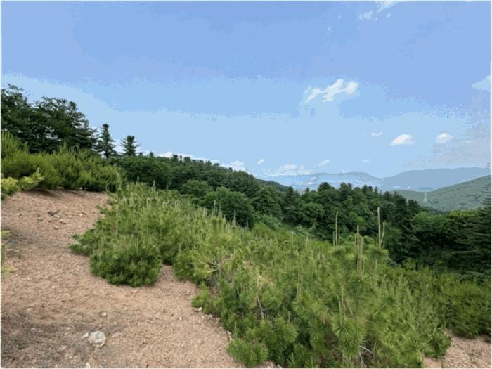 경기도 가평군 설악면 회곡리 산35 임야 경매 사진 7
