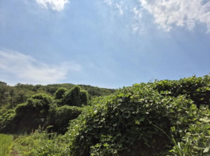 울산광역시 북구 신현동 산182 임야 경매 사진 3