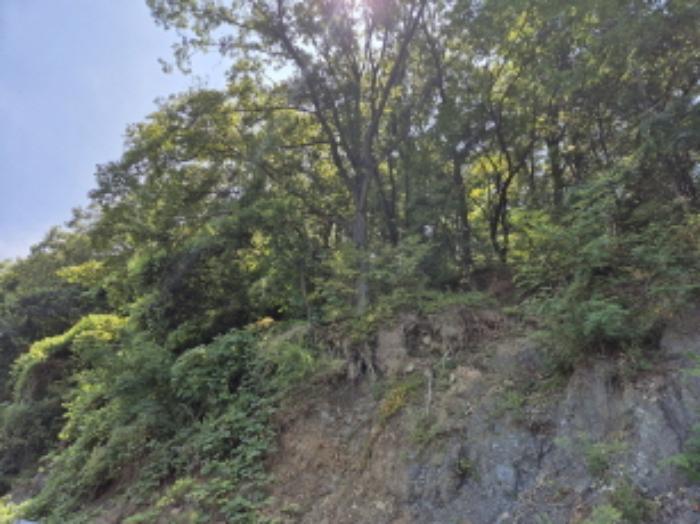 울산광역시 북구 신현동 산182 임야 경매 사진 4