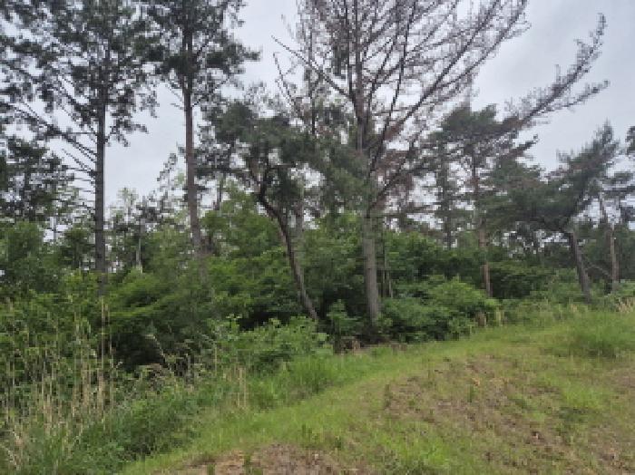 울산광역시 울주군 온양읍 남창리 산1 임야 경매 사진 11