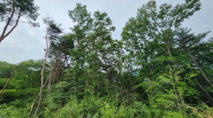 경상남도 양산시 상북면 소석리 산46-4 임야 경매 사진 2