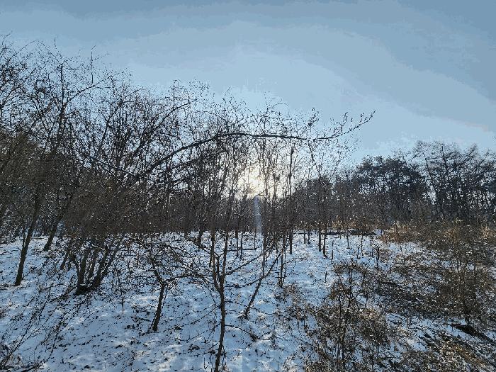 강원특별자치도 원주시 소초면 학곡리 572 임야 경매 사진 7