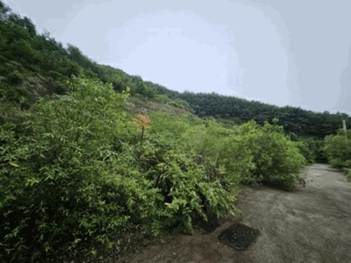 충청남도 천안시 동남구 임야