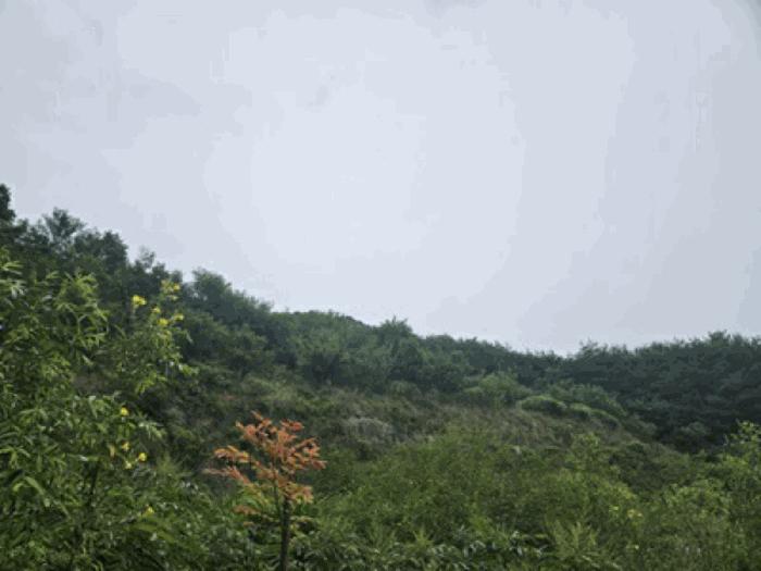 충청남도 천안시 동남구 북면 용암리 288-27 임야 경매 사진 12