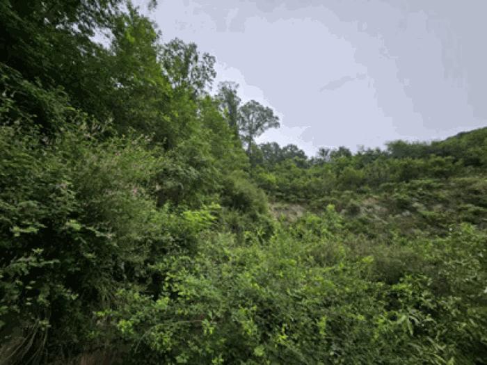 충청남도 천안시 동남구 북면 용암리 288-27 임야 경매 사진 14