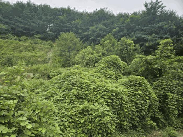 충청남도 천안시 동남구 북면 용암리 288-27 임야 경매 사진 16