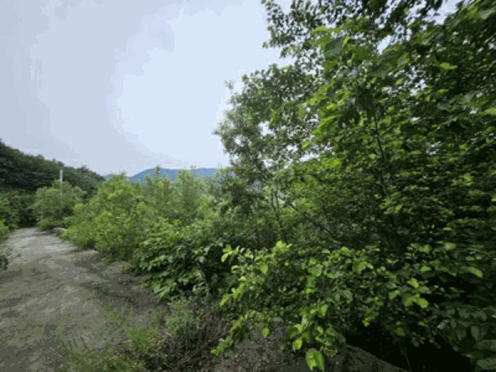 충청남도 천안시 동남구 북면 용암리 288-27 임야 경매 사진 17