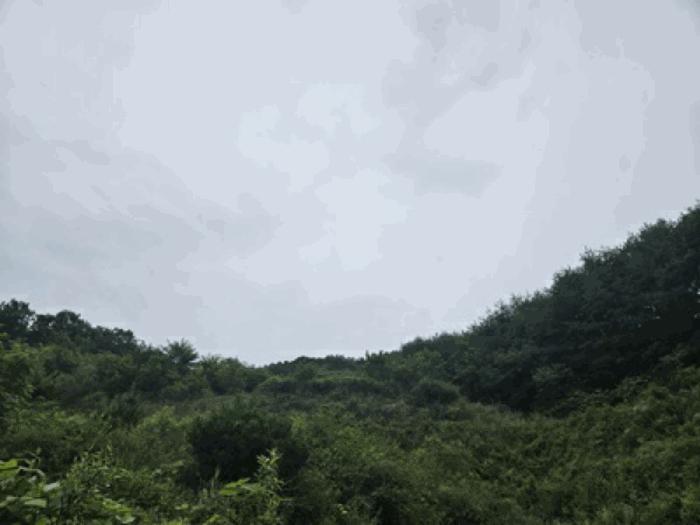 충청남도 천안시 동남구 북면 용암리 288-27 임야 경매 사진 19