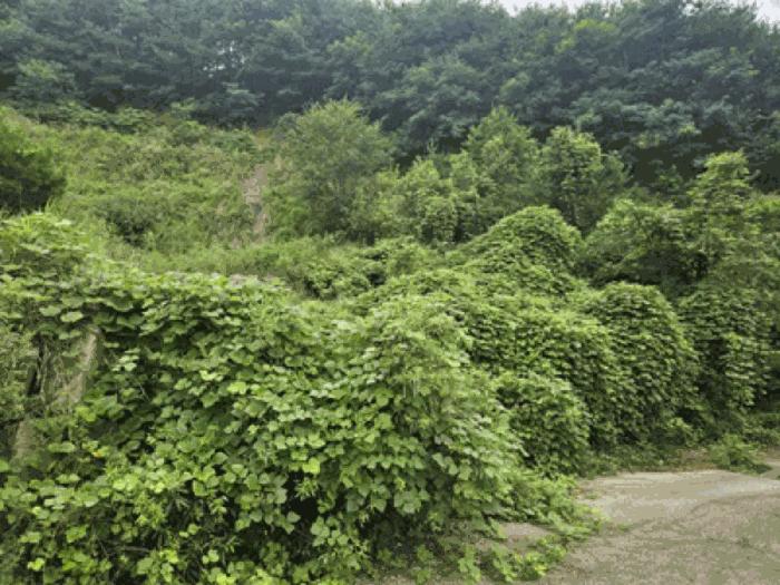 충청남도 천안시 동남구 북면 용암리 288-27 임야 경매 사진 25