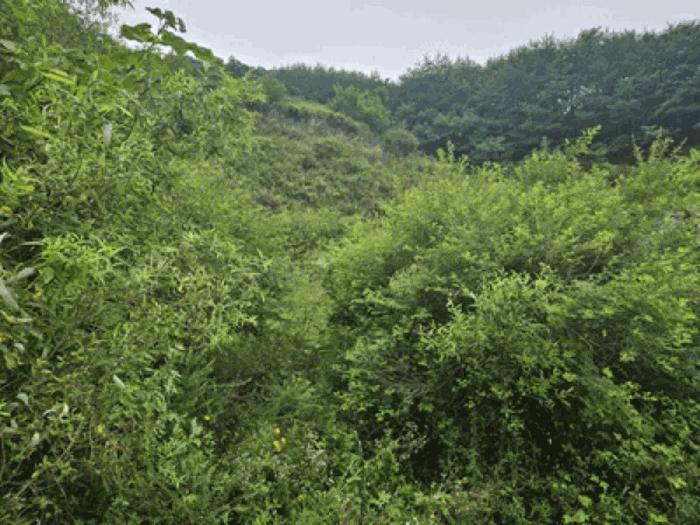 충청남도 천안시 동남구 북면 용암리 288-27 임야 경매 사진 28