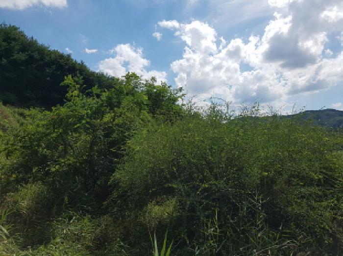 충청남도 천안시 동남구 북면 용암리 288-27 임야 경매 사진 29
