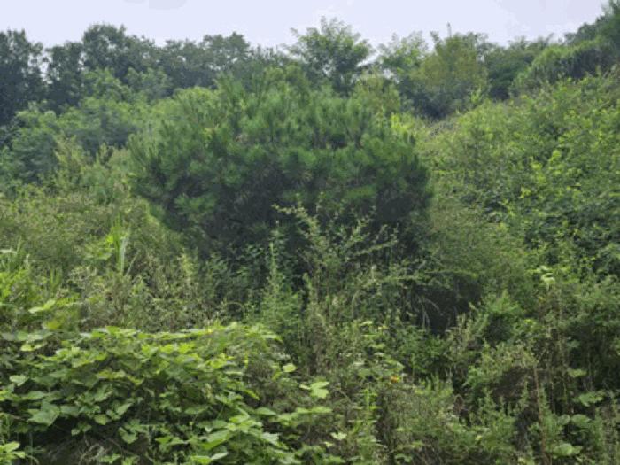 충청남도 천안시 동남구 북면 용암리 288-27 임야 경매 사진 3