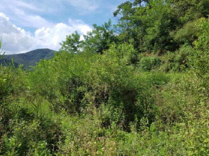 충청남도 천안시 동남구 북면 용암리 288-27 임야 경매 사진 34