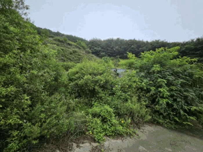 충청남도 천안시 동남구 북면 용암리 288-27 임야 경매 사진 4