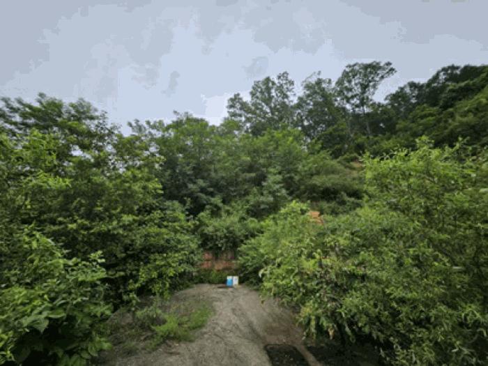 충청남도 천안시 동남구 북면 용암리 288-27 임야 경매 사진 5