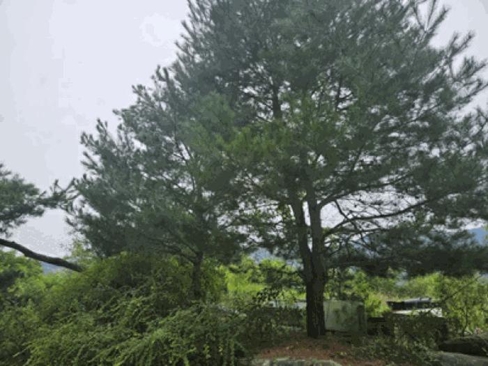 충청남도 천안시 동남구 북면 용암리 288-27 임야 경매 사진 6