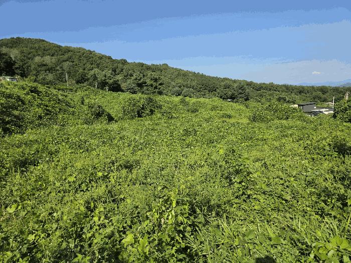 충청북도 음성군 삼성면 용성리 552-12 전 경매 사진 1