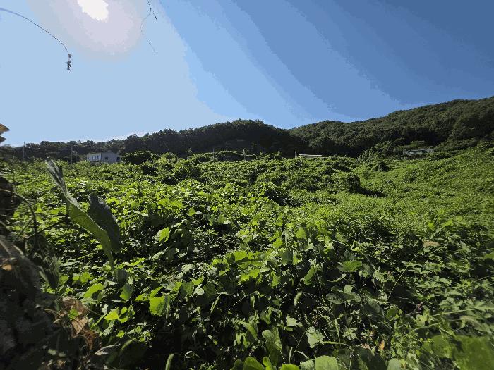 충청북도 음성군 삼성면 용성리 552-12 전 경매 사진 4
