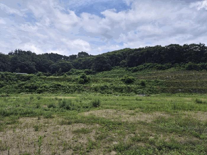 충청북도 음성군 음성읍 감우리 100 임야 경매 사진 10