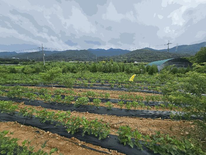 충청북도 충주시 앙성면 마련리 208-1 전 경매 사진 1