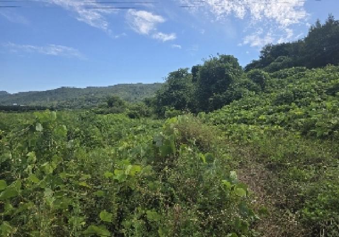 충청북도 충주시 앙성면 마련리 208-1 전 경매 사진 10