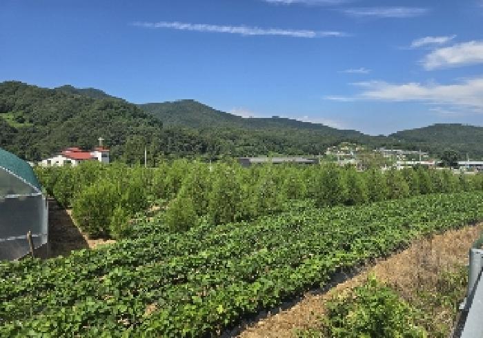 충청북도 충주시 앙성면 마련리 208-1 전 경매 사진 11