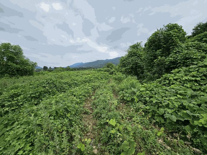 충청북도 충주시 앙성면 마련리 208-1 전 경매 사진 4