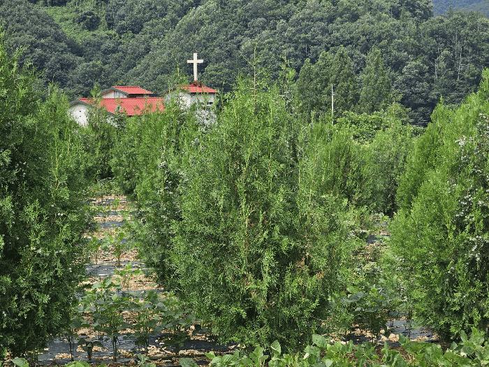 충청북도 충주시 앙성면 마련리 208-1 전 경매 사진 6