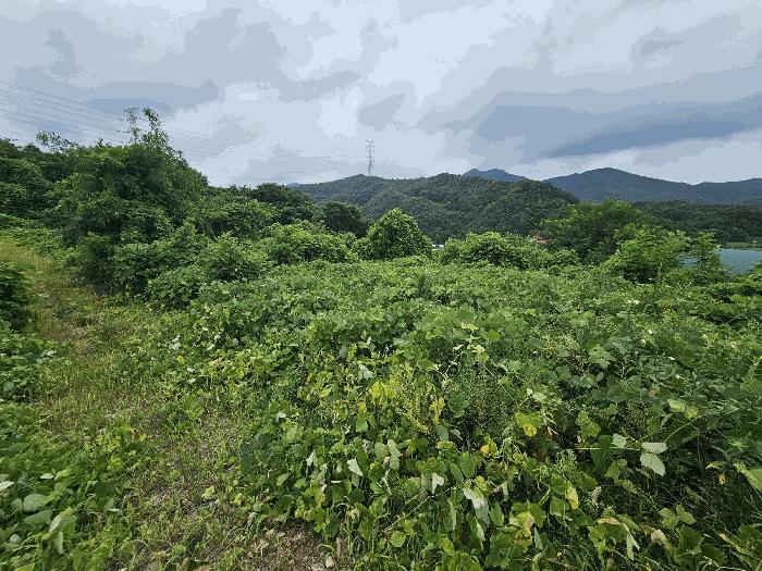 충청북도 충주시 앙성면 마련리 208-1 전 경매 사진 7