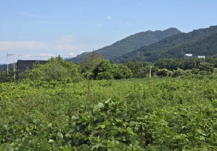 충청북도 충주시 앙성면 마련리 208-1 전 경매 사진 9
