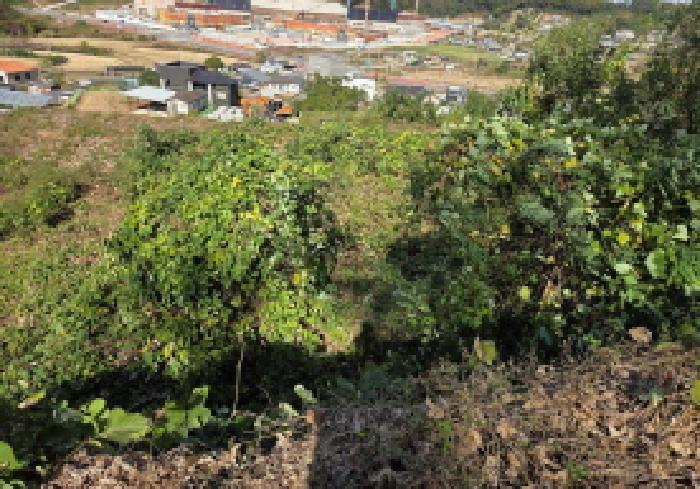 충청남도 아산시 탕정면 매곡리 115-41 임야 경매 사진 19