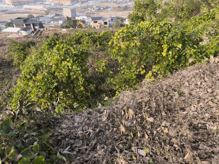 충청남도 아산시 탕정면 매곡리 115-41 임야 경매 사진 2