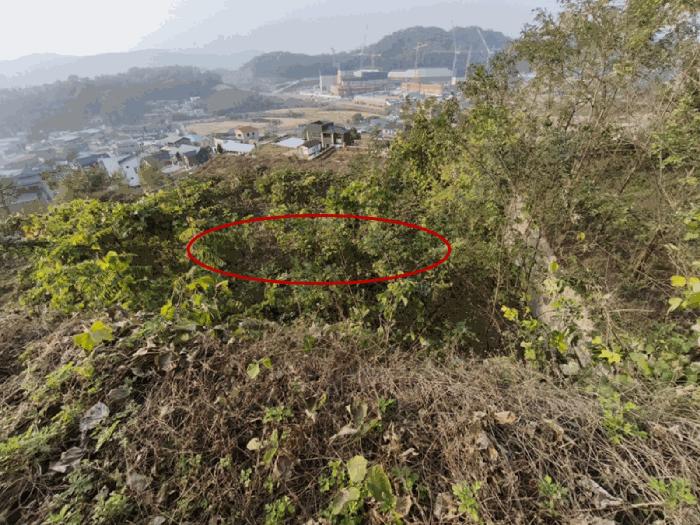 충청남도 아산시 탕정면 매곡리 115-41 임야 경매 사진 4
