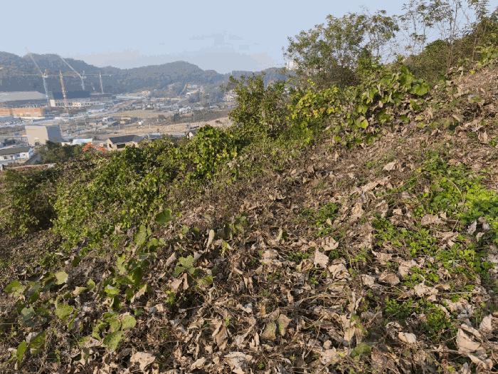 충청남도 아산시 탕정면 매곡리 115-41 임야 경매 사진 8