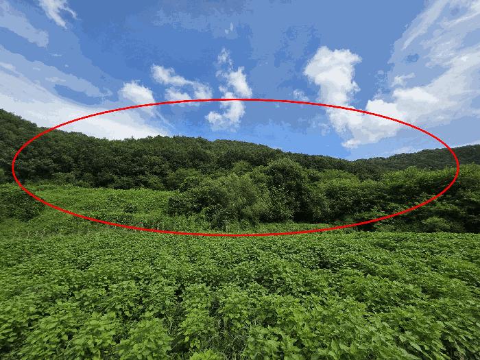 충청북도 충주시 앙성면 목미리 산66 임야 경매 사진 2