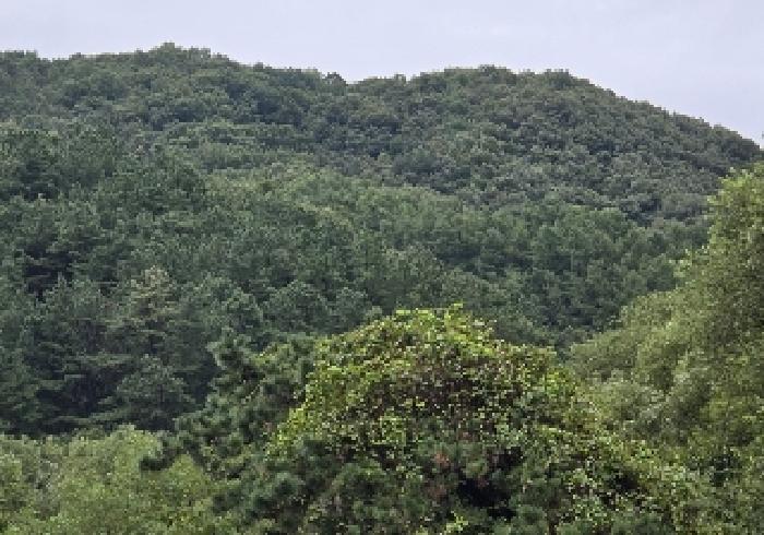 충청북도 충주시 앙성면 목미리 산66 임야 경매 사진 3