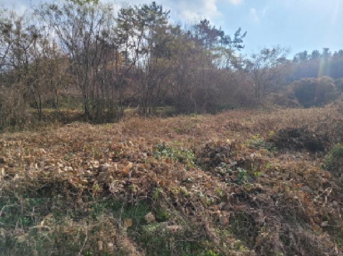 전라남도 고흥군 도덕면 가야리 2756 전 경매 사진 3