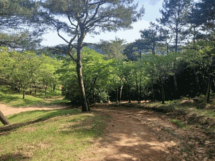 경상남도 사천시 곤명면 삼정리 산31 임야 경매 사진 11
