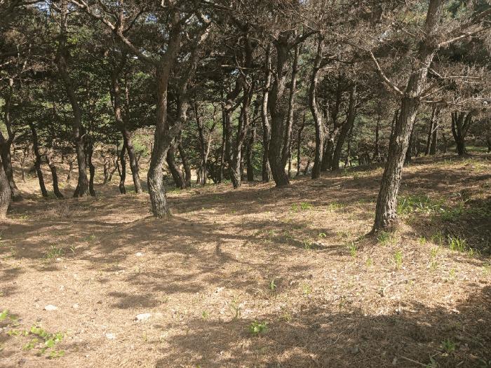 경상남도 사천시 곤명면 삼정리 산31 임야 경매 사진 15