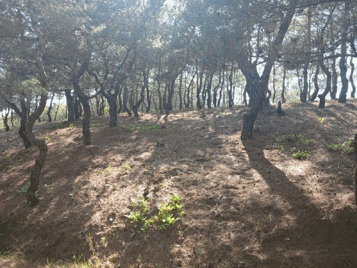 경상남도 사천시 곤명면 삼정리 산31 임야 경매 사진 16